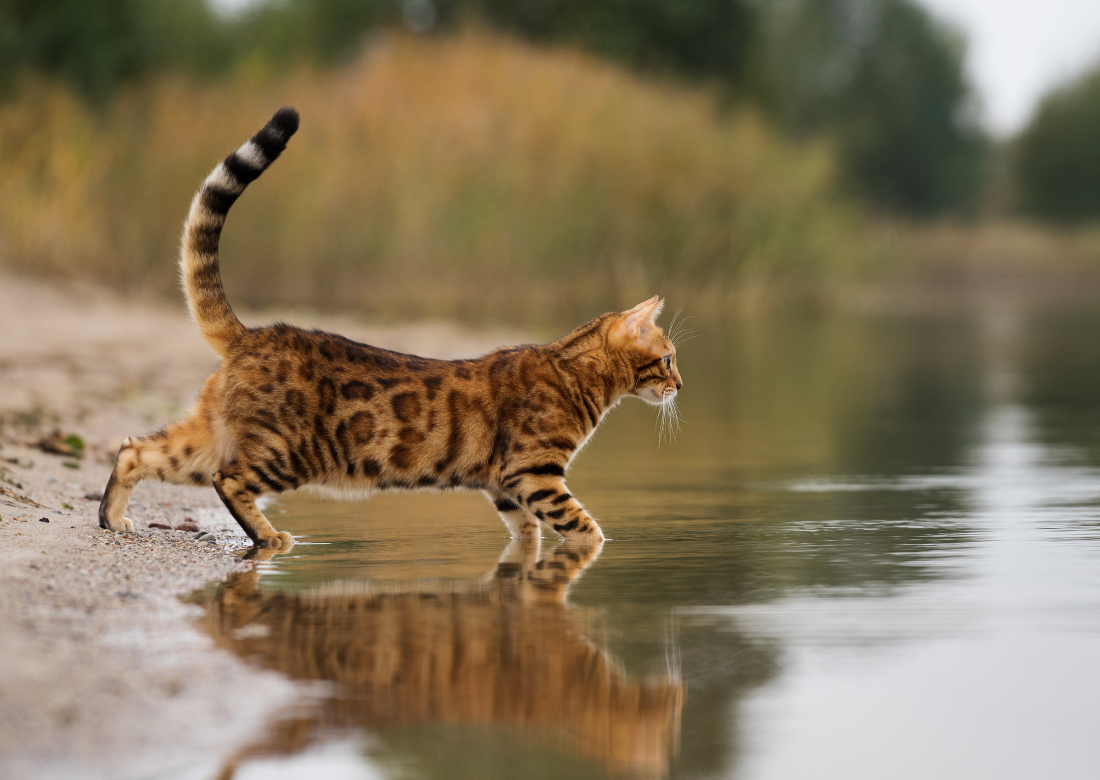 Bengal exploring what lies beneath