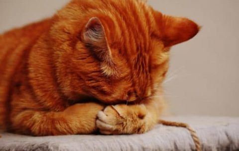 Cats and Coronavirus 101
