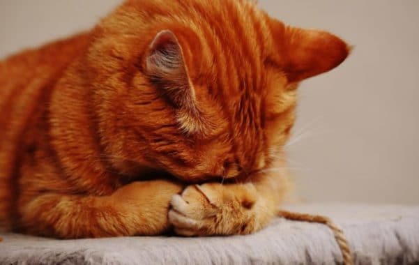 Cats and Coronavirus 101
