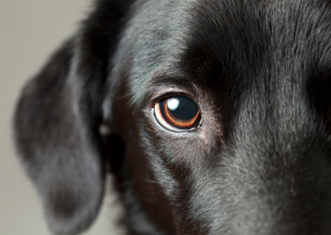 Close-up of a black Labrador's eye