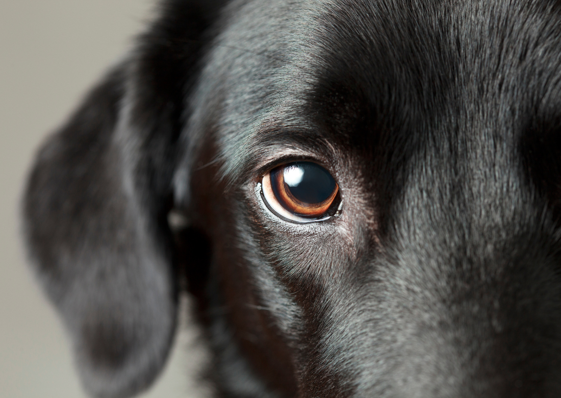 Close-up of a black Labrador's eye