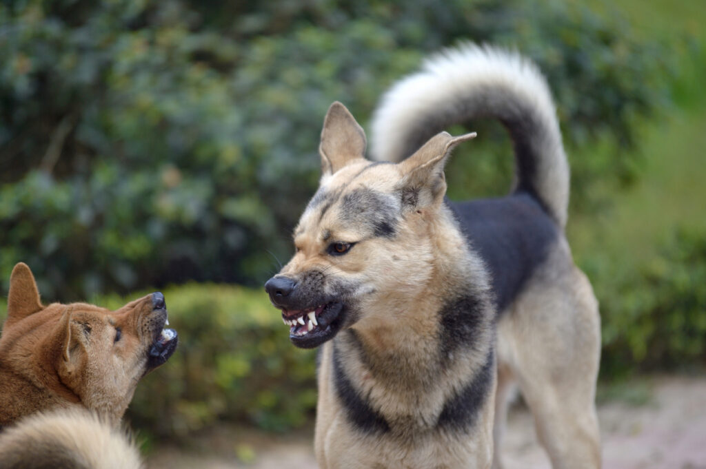 Two dogs challenge one another
