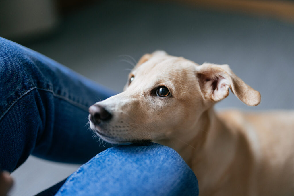 A dog stares lovingly at their human