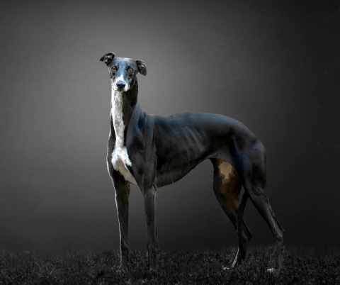 Are sighthounds the perfect pet?