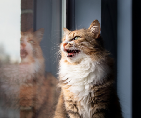 Not all cats chatter at the window, but in those that do, it is usually accompanied by a twitching tail and intense focus. Is your cat talking to the birds outside? Or is there another reason they chatter?