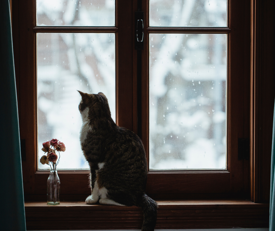 Cats love to watch the action outside, and some chatter as though they are talking to the birds outside