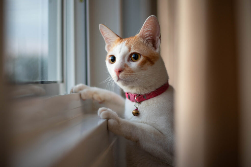 Is your cat talking to birds?