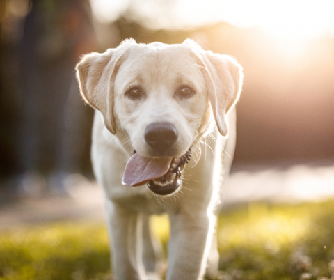 A Yellow Labrador Retriever