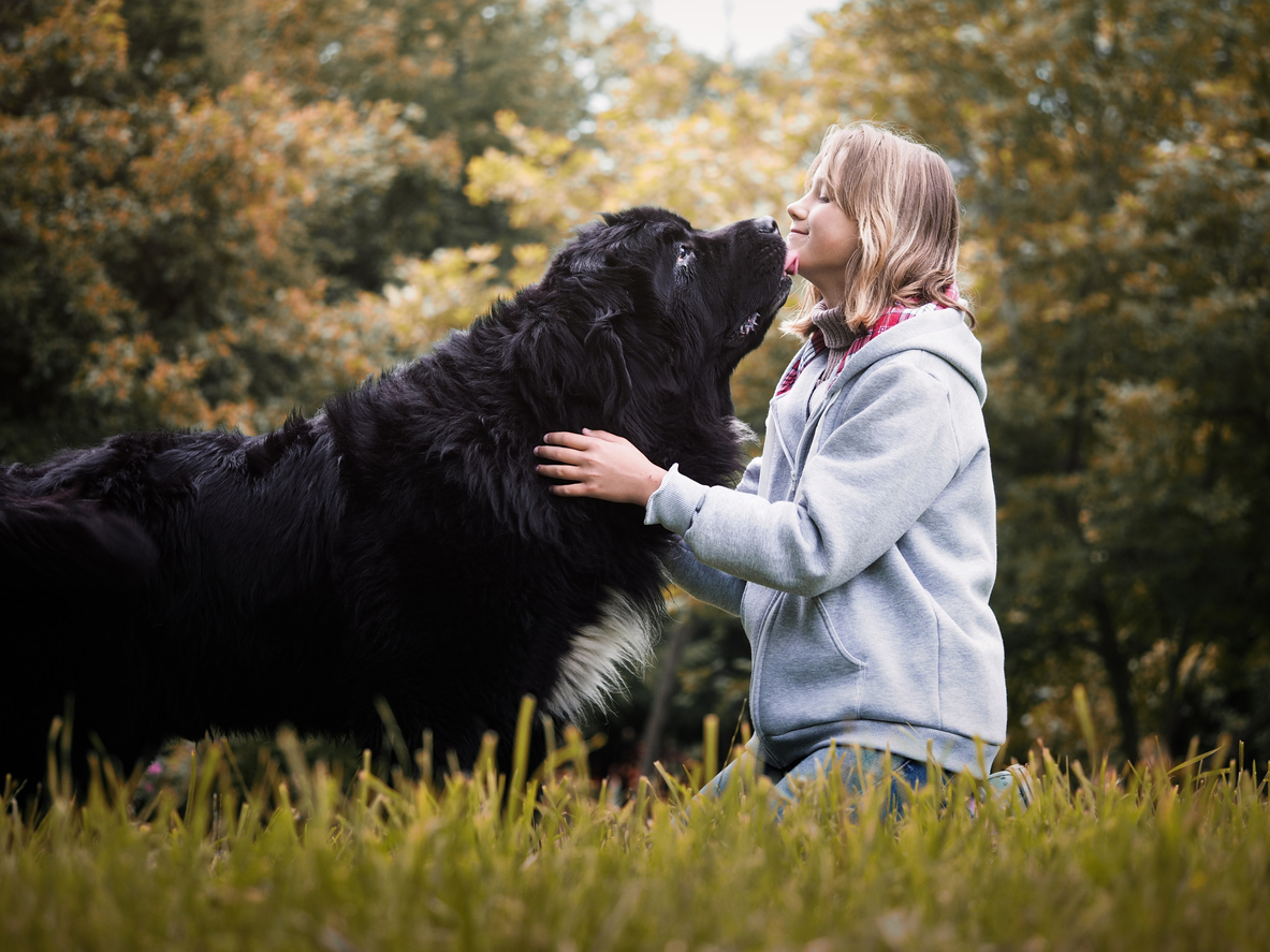 Gourmet Delight – Big Dog Life with a Newfoundland