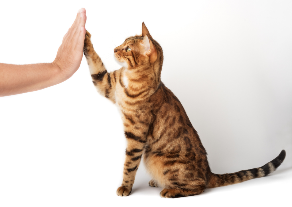 Quick tips for cat lovers – Training