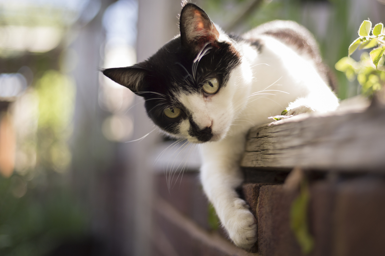 Happy healthy cat