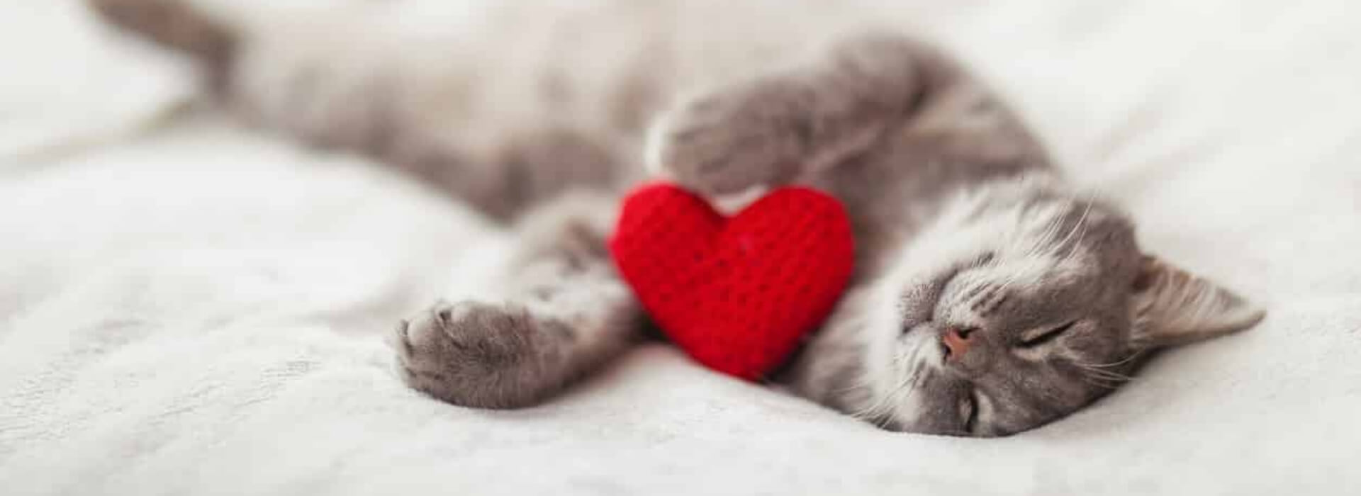 An image of a cat with a read heart shaped today