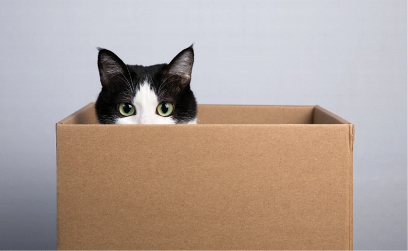 8 Strange Cat Behaviours Explained