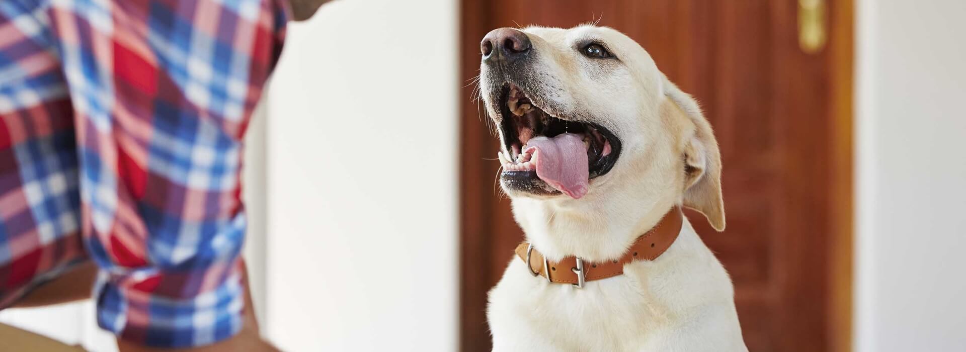 An image of a dog with tongue out