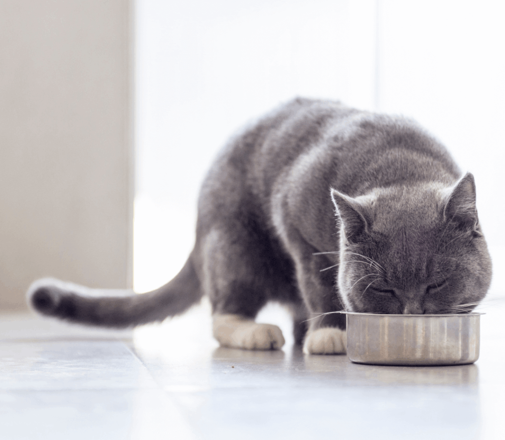 Grey short-hair cat eating from a silver bowl