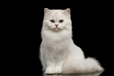 Fluffy white cat with striking blue eyes sitting gracefully against a black background, representing healthy pet care and nutrition.