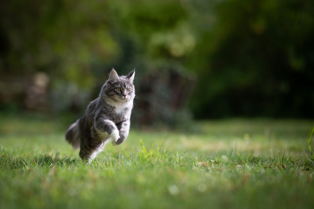 Maine coon cat running across a lawn