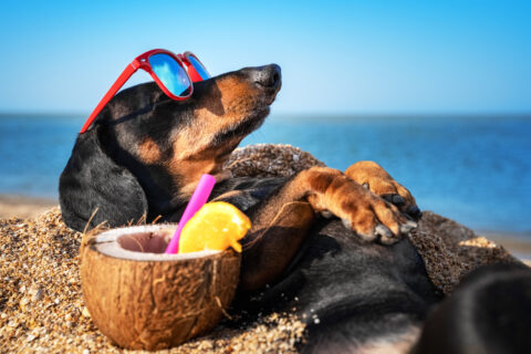 Gourmet Delight – Summertime with Dogs