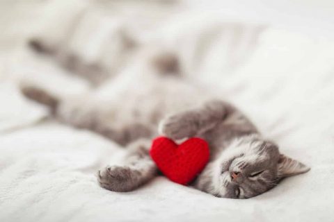 Heart Health for Cats
