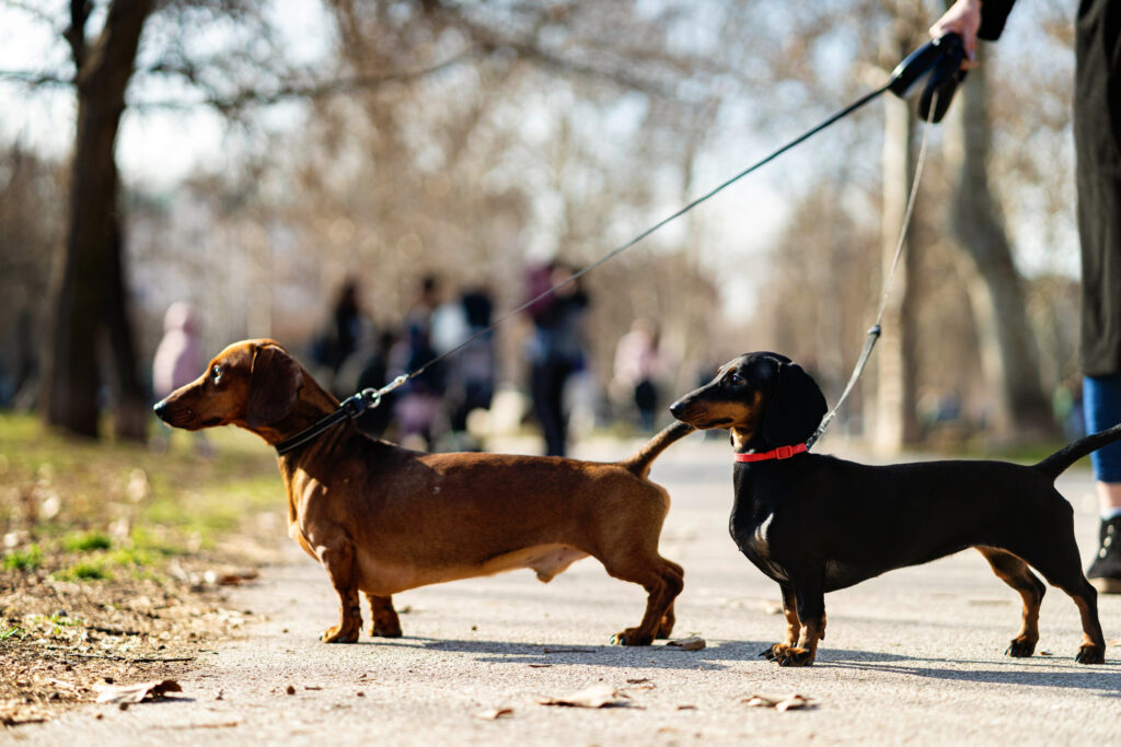 Two Dachshunds on leads at the park