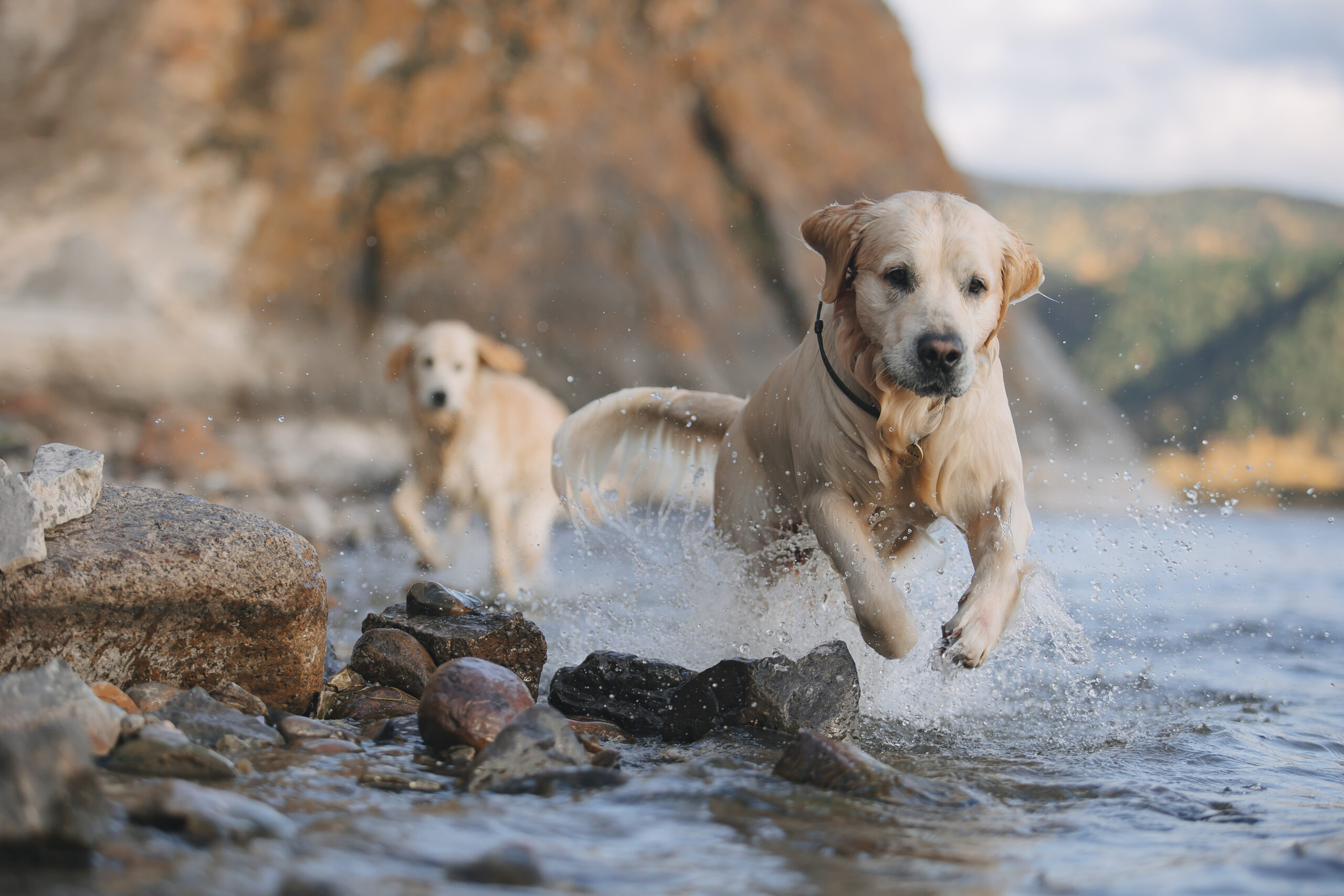 Two golden retrievers running along seashore