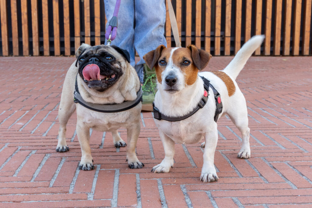 A pug and a Jack Russell waiting for their walk