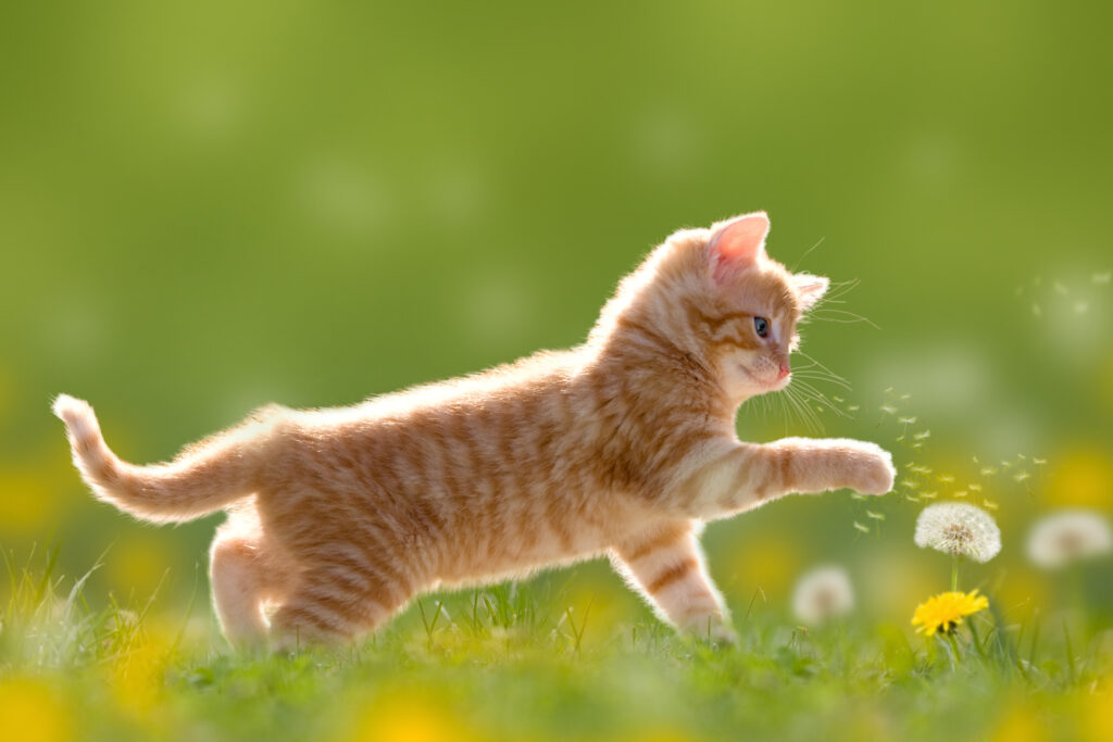Kitten plays with dandelions in a meadow