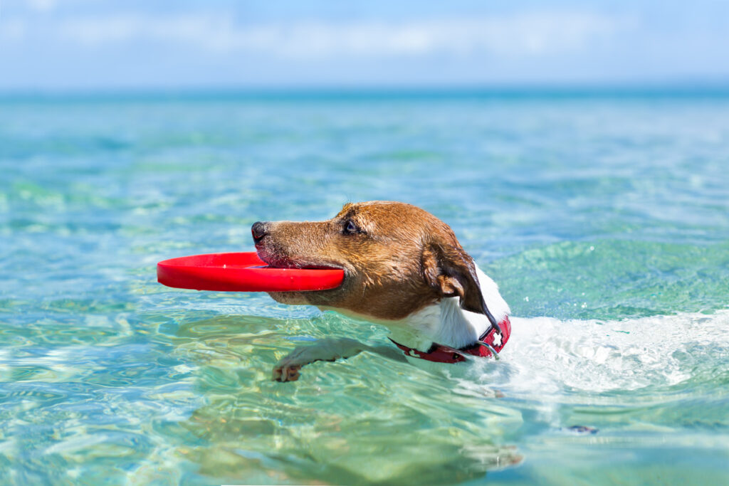 Care for your dog in the hot Australian sun