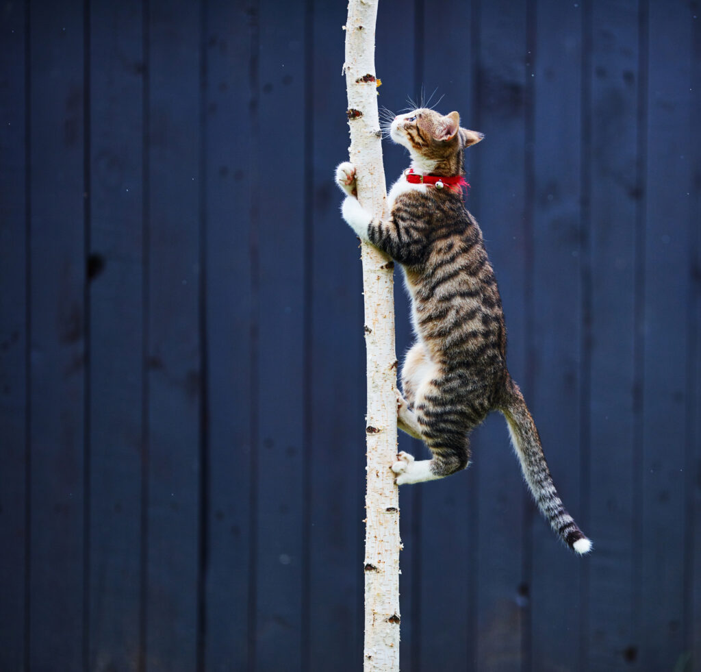 Side view of cat with a red collar climbing a tree
