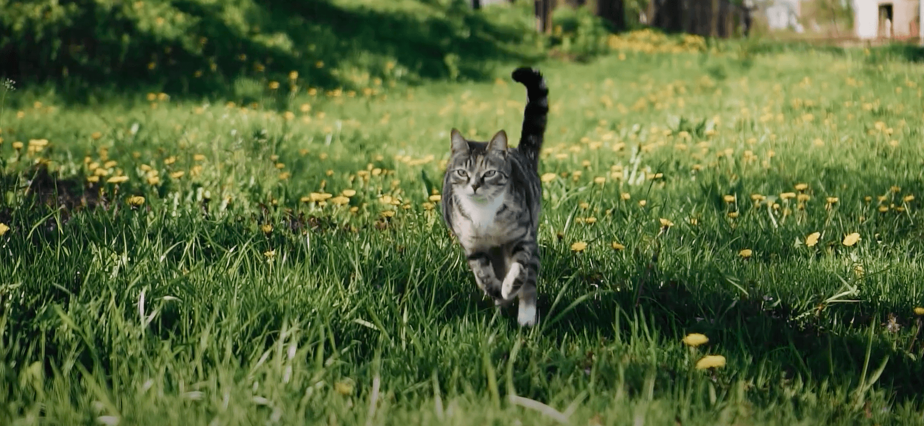 An image of a cat roaming in the grass