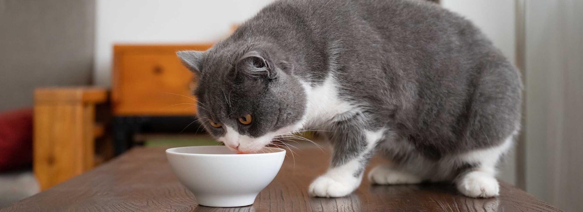 An image of a white and grey cat eating pet food