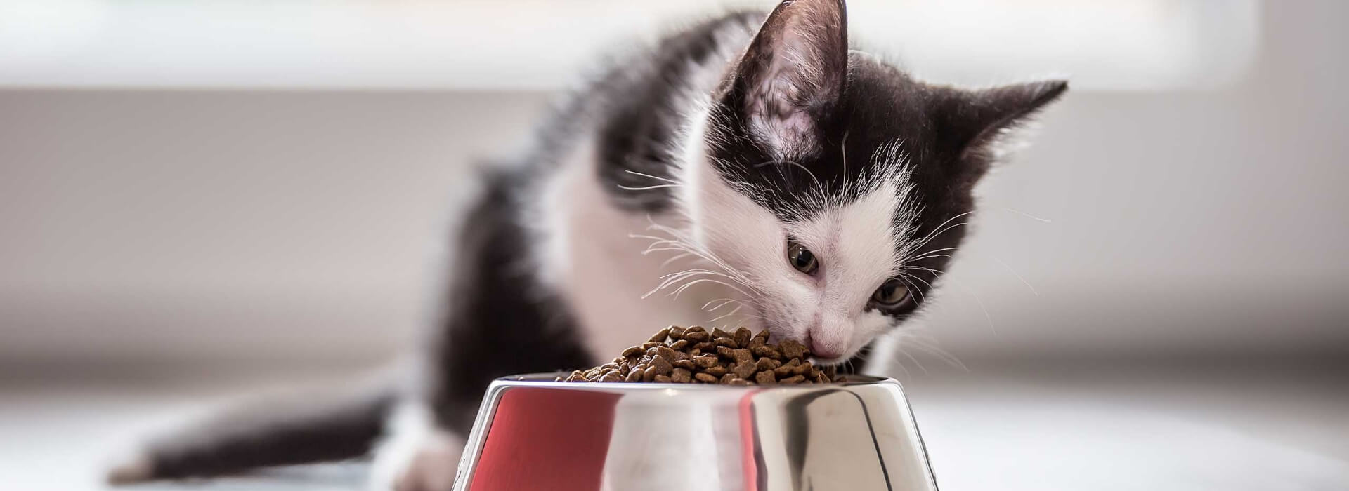 An image of a cat eating cat food