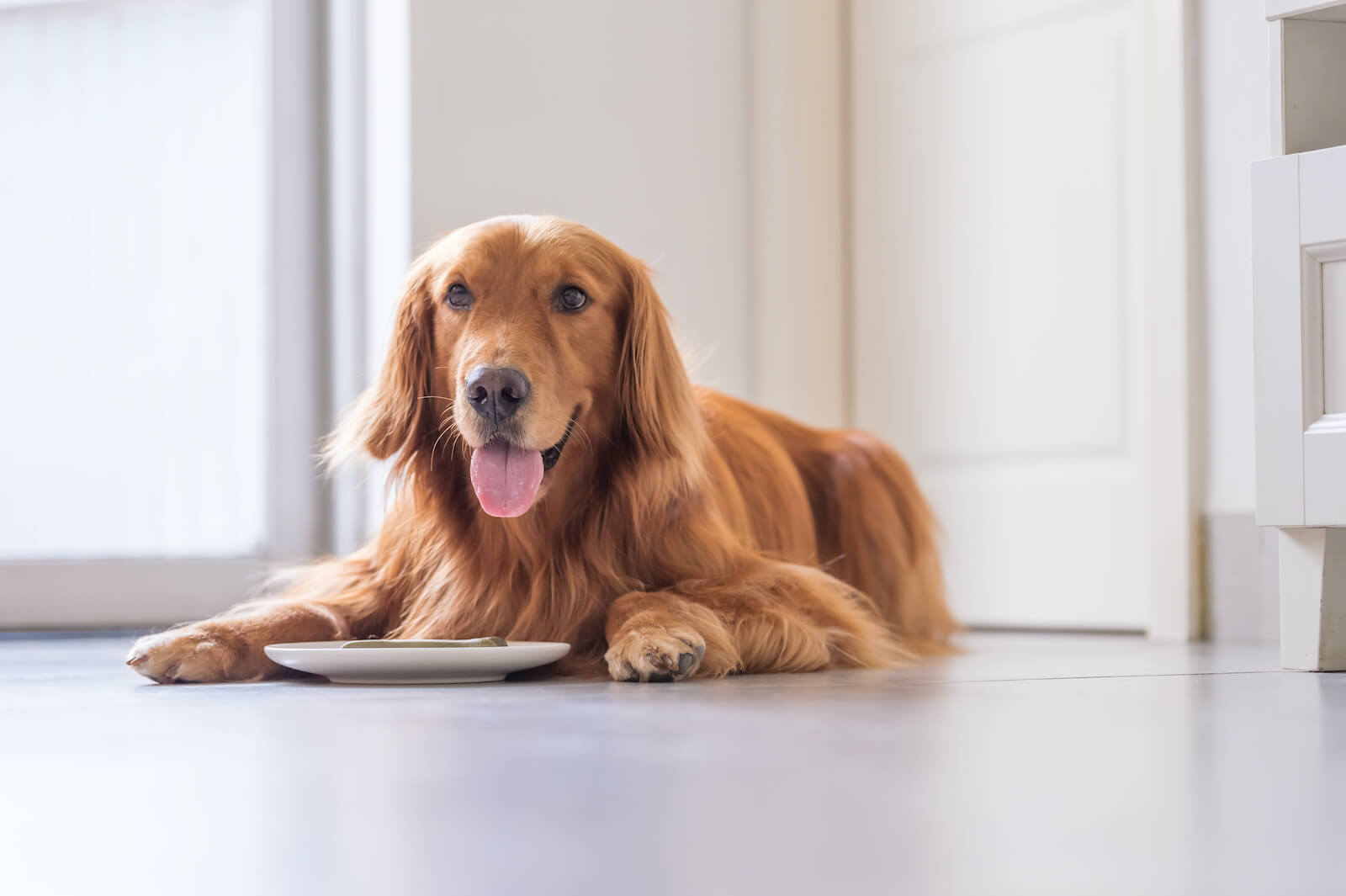 An image of a dog on the floor