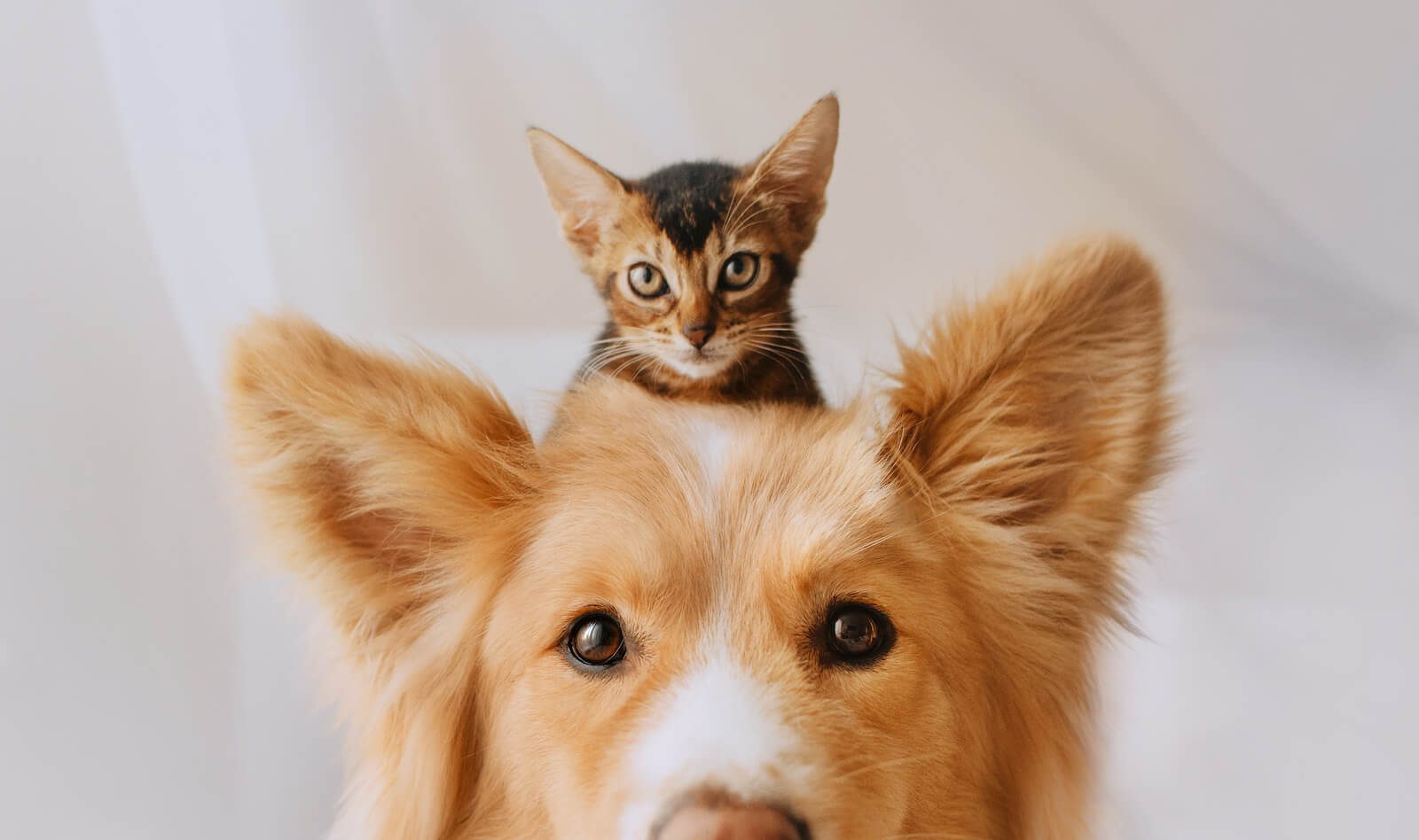 An image of a dog and a kitten on top