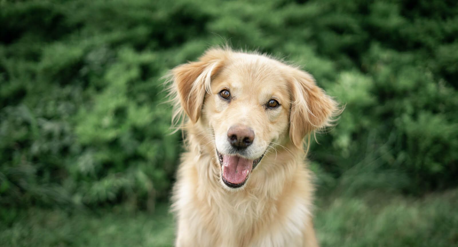 An image of a happy golden retriever